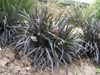 Ophiopogon nigrescens