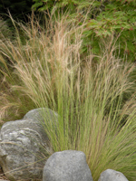 Stipa tenuissima