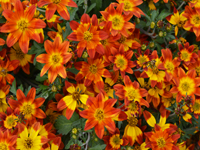 Bidens Sunbird White & Yellow