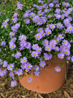 Brachycome Brasco Violet