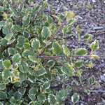 Plectranthus variegated