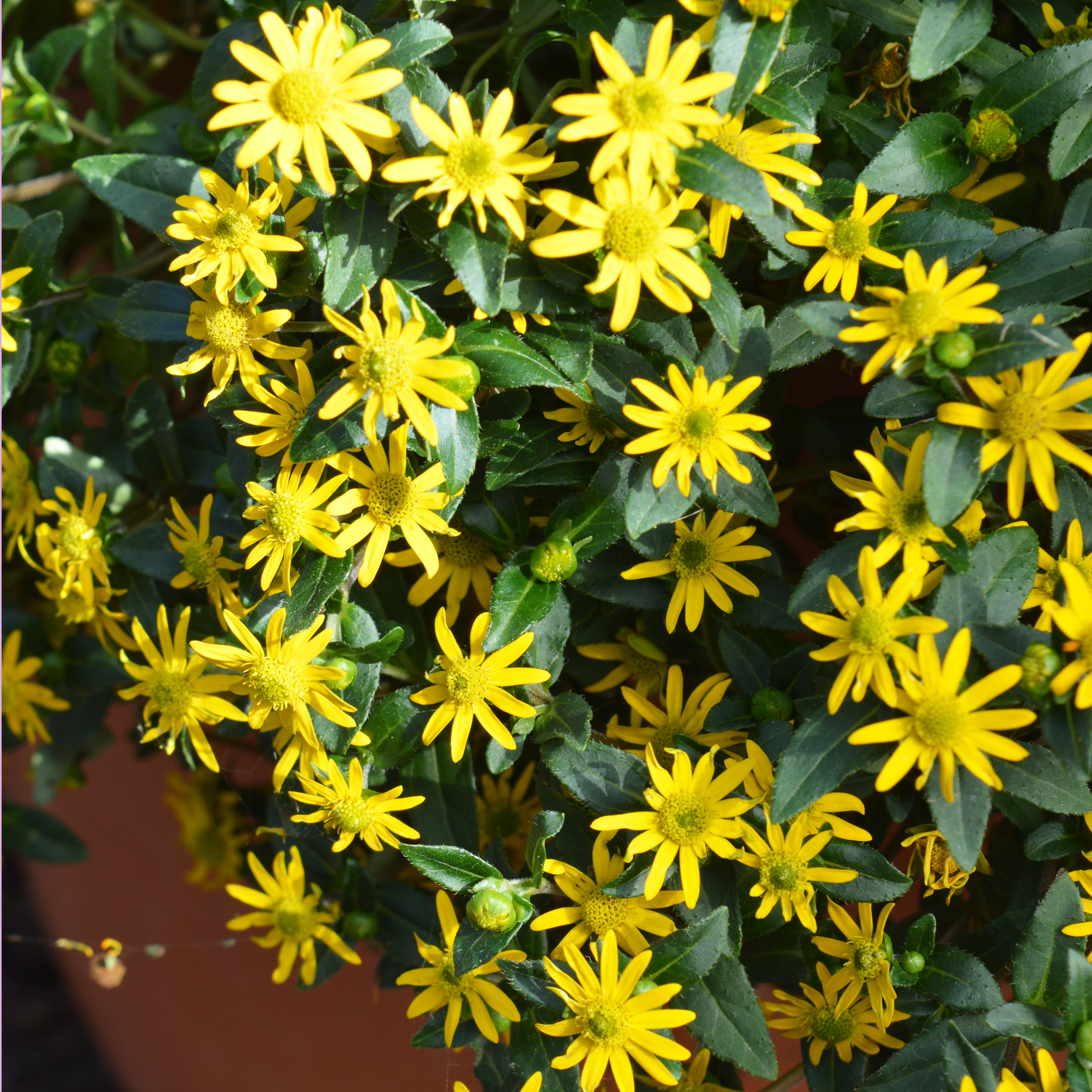 Sanvitalia Solaris Patio