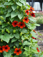 Thunbergia