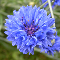 Wildflower Cornflower