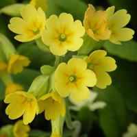 Wildflower Cowslip