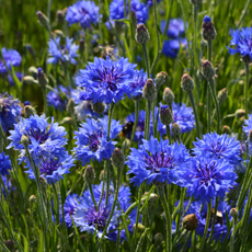 Wildflower Cornflower