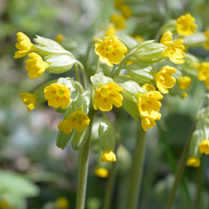 Wildflower Cowslip