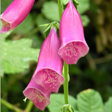 Wildflower Foxglove