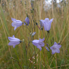 Wildflower Harebell