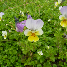 Wildflower Heartsease (Wild Pansy)