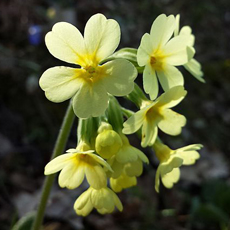 Wildflower Oxlip