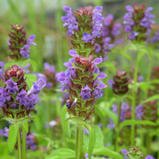 Wildflower Selfheal