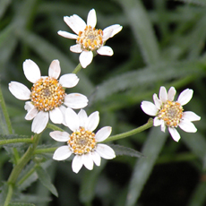 Wildflower Sneezewort