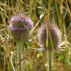 Wildflower Teasel