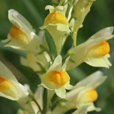 Wildflower Toadflax