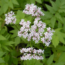 Wildflower Valerian