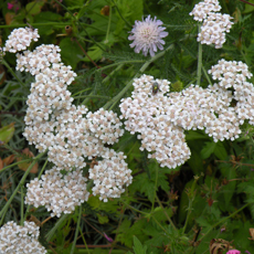 Wildflower Yarrow