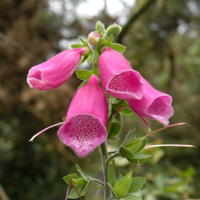 Wildflower Foxglove
