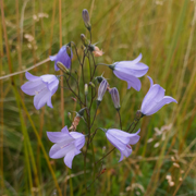 Wildflower Harebell