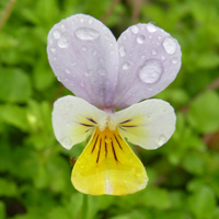 Wildflower Heartsease
