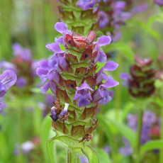 Wildflower Selfheal