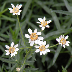 Wildflower Sneezewort
