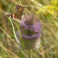 Wildflower Teasel