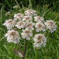 Wildflower Valerian