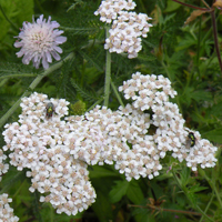 Wildflower Yarrow